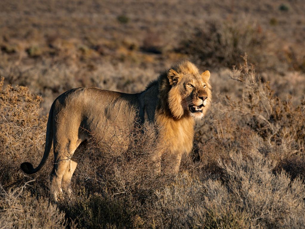 Leeuw in Kruger NP